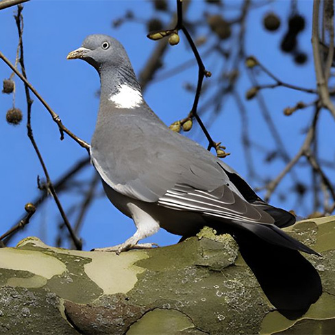 En otoño, una extraña enfermedad azul amenaza al País Vasco