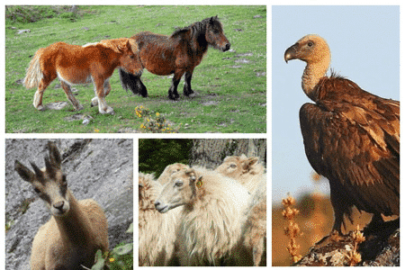 qué animales se pueden ver en las montañas