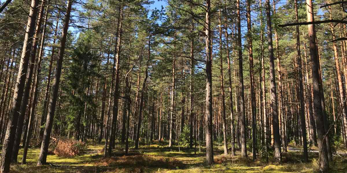 parc regional landes