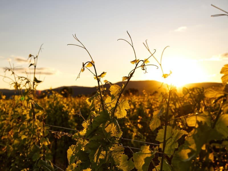 visite vignoble soulac sur mer