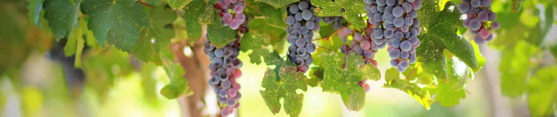 Château Saint-Estèphe