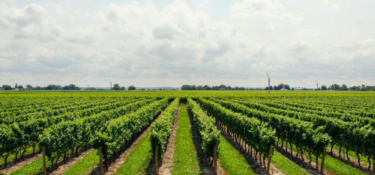 le chateau de saint estephe