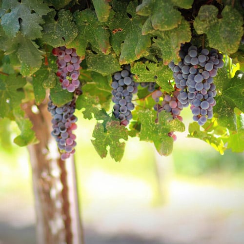 Le château de Saint-Estèphe