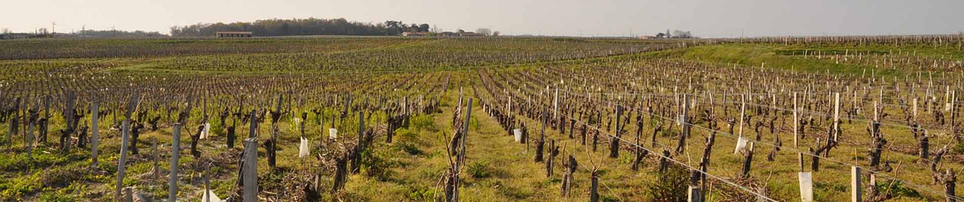 Visiter Pauillac