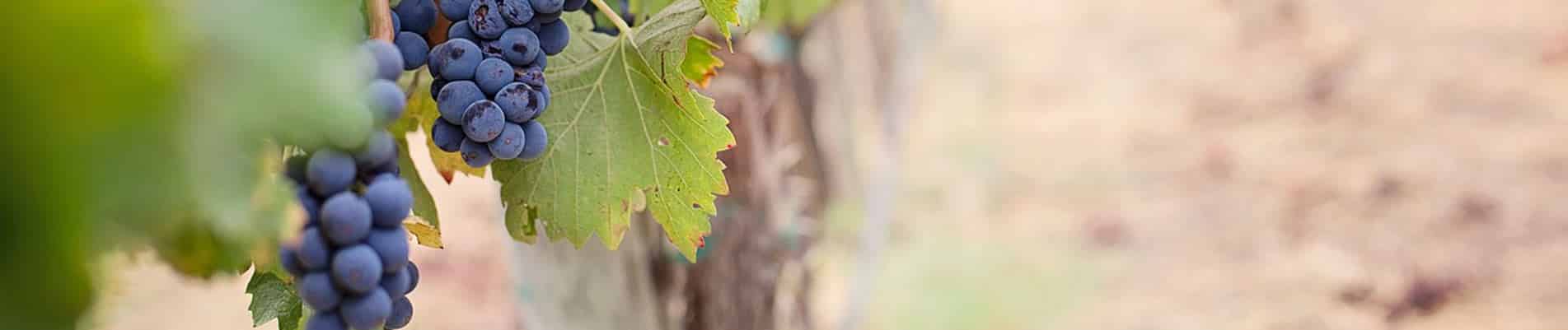 La route du vin de Bordeaux