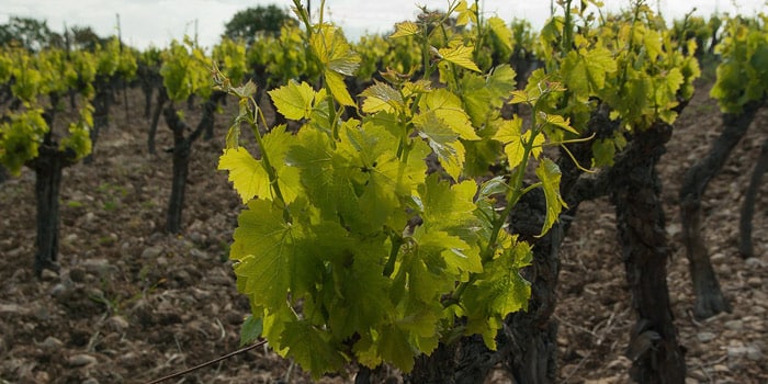 route vin de bordeaux