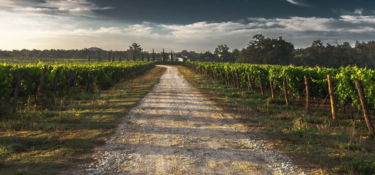visite vignoble medoc